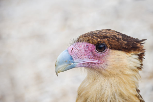 Zuidelijke Caracara komt dichtbij