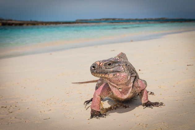 De noordelijke Bahamaanse rotsleguaan