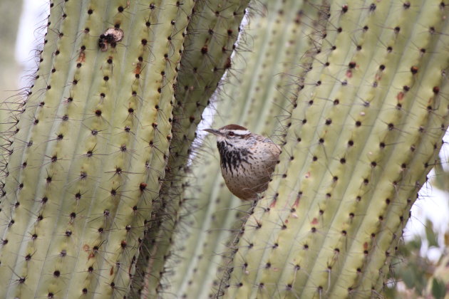 Saguaro NP Arizona