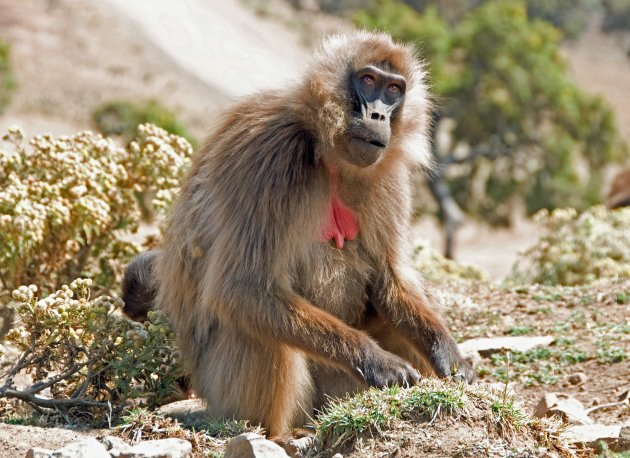 Gelada baviaan