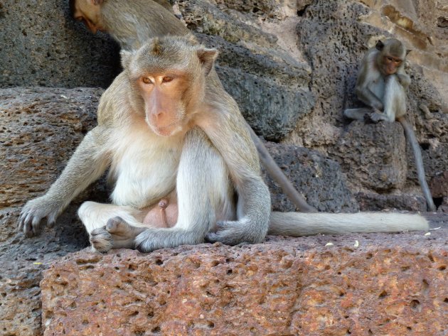 Makaak bij apentempel, Lopburi, Thailand