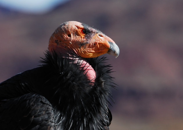 Californische Condor