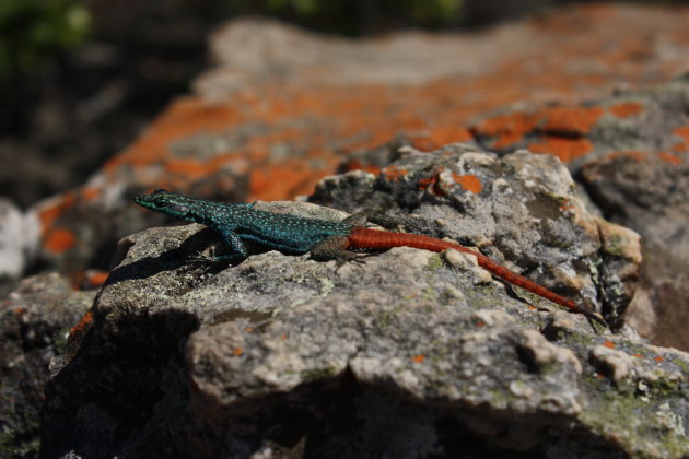 Broadleys lizard