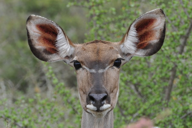 Koedoe in Camdeboo park