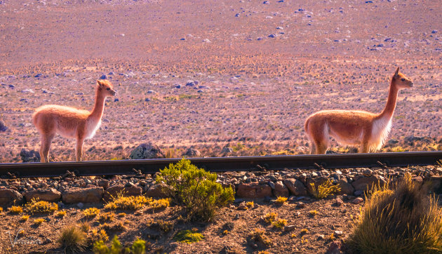 Vicuna's wachten op de trein