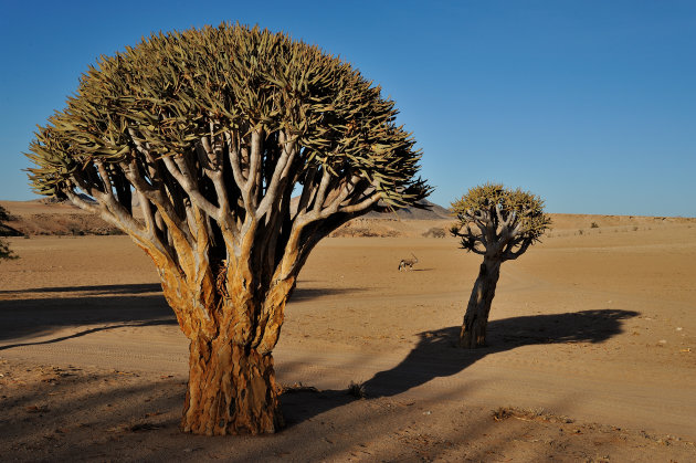 Kokerboom ( Quivertree ) met eenzame Oryx in  Zuid Namibië