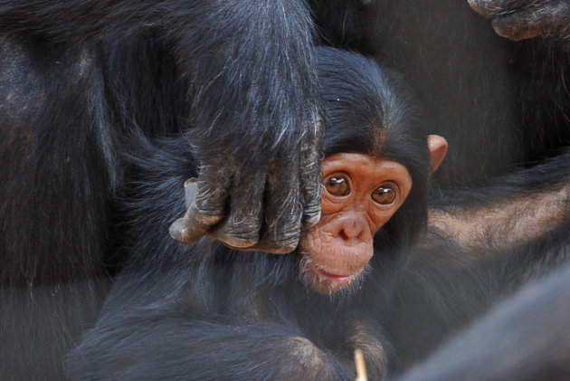 Chimfunshi Wildlife Orphanage / sanctuary for Chimpanzees , Zambia