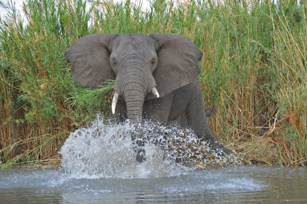 Liwonde National Park, Malawi