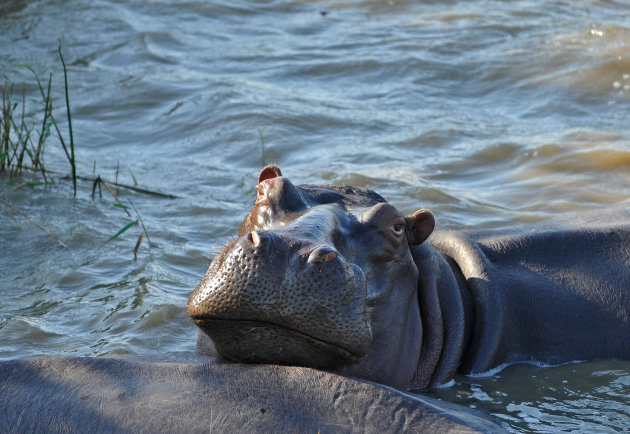 ISimangaliso Wetland Park in Zuid Afrika