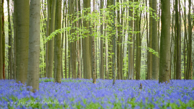 Bluebells