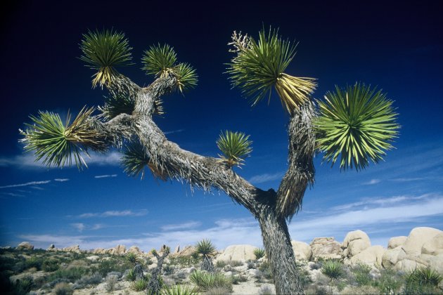 Joshua Tree NP , Californië