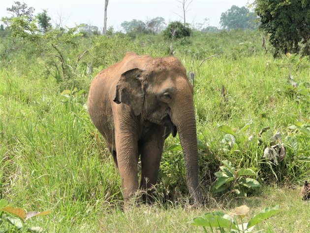 Olifant bul in Bundala nationaal park.