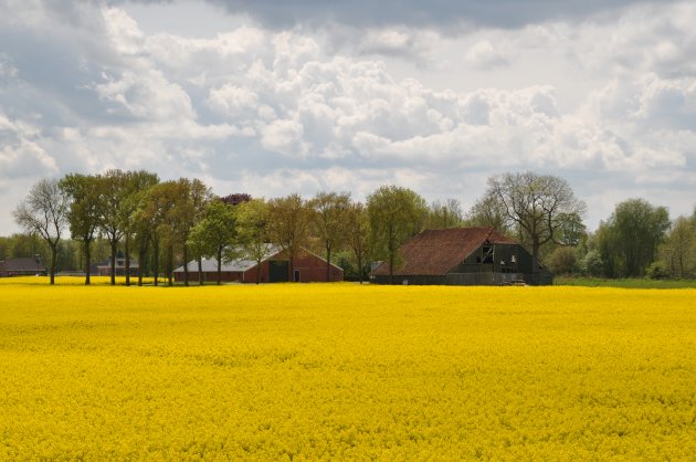 Koolzaad in Oldambt