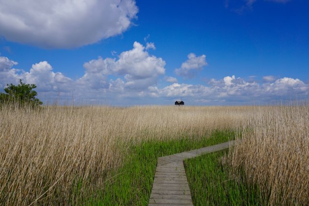 Vlonderpad naar de Kiekkaaste