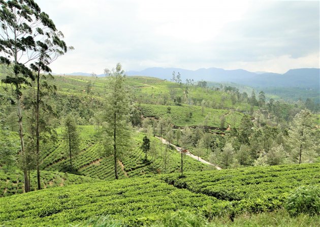 Theetuinen in Sri Lanka.