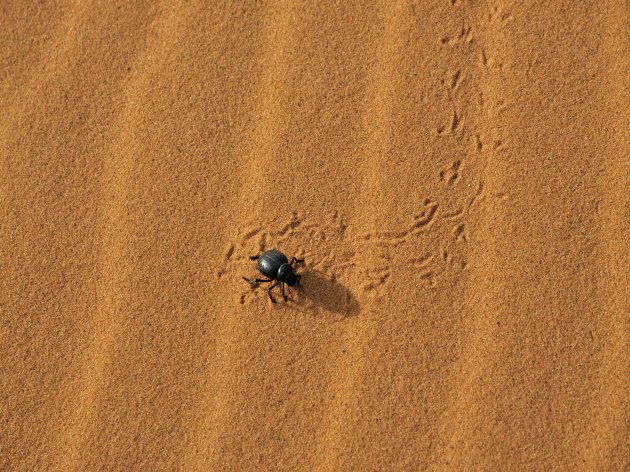 woestijnkever , Merzouga/ Erg Chebbi , Marokko