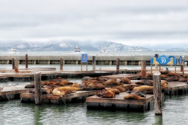 Lekker lui op pier 39