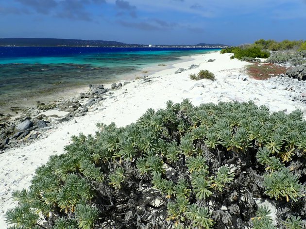 Klein Bonaire