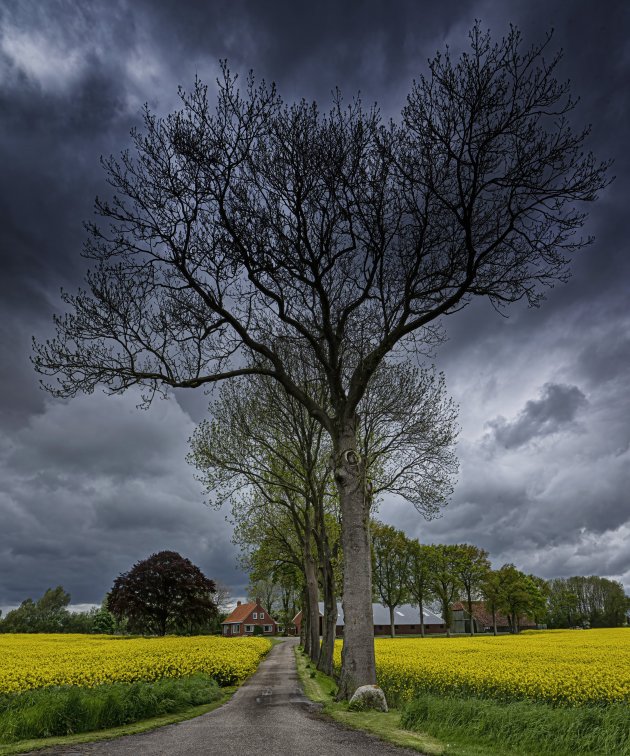 Groningse landschap