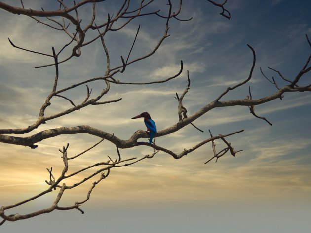 Javaanse Kingfisher