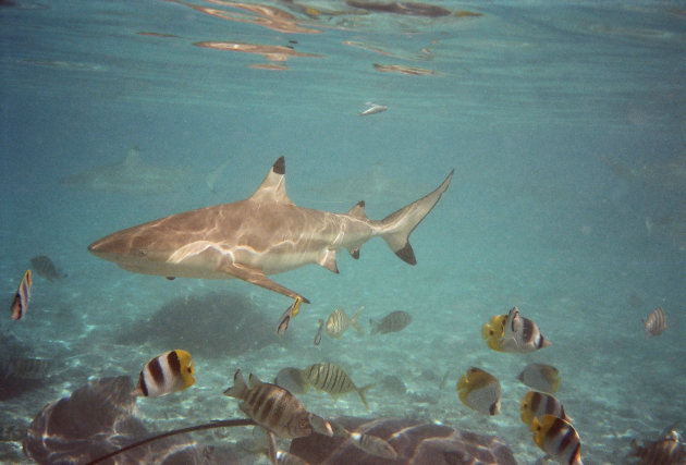 black tip reef haai bora bora