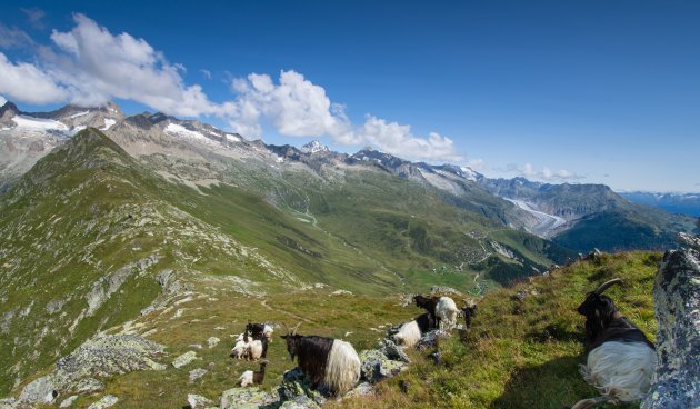 Schapen op de Foggishorn