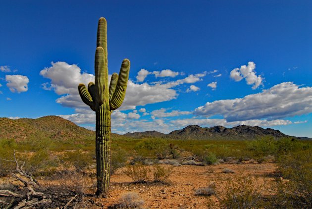 Saguaro NP Arizona