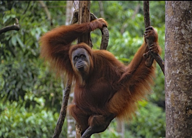 Sepilok orang-oetan rehabilitatie centrum Sabah