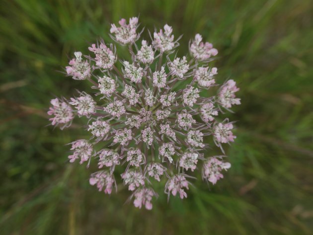 NP Lauwersmeer, natuur in beheer