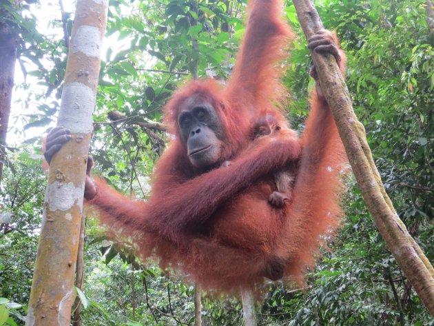 Orang-oetan met jong Gunung Leuser NP