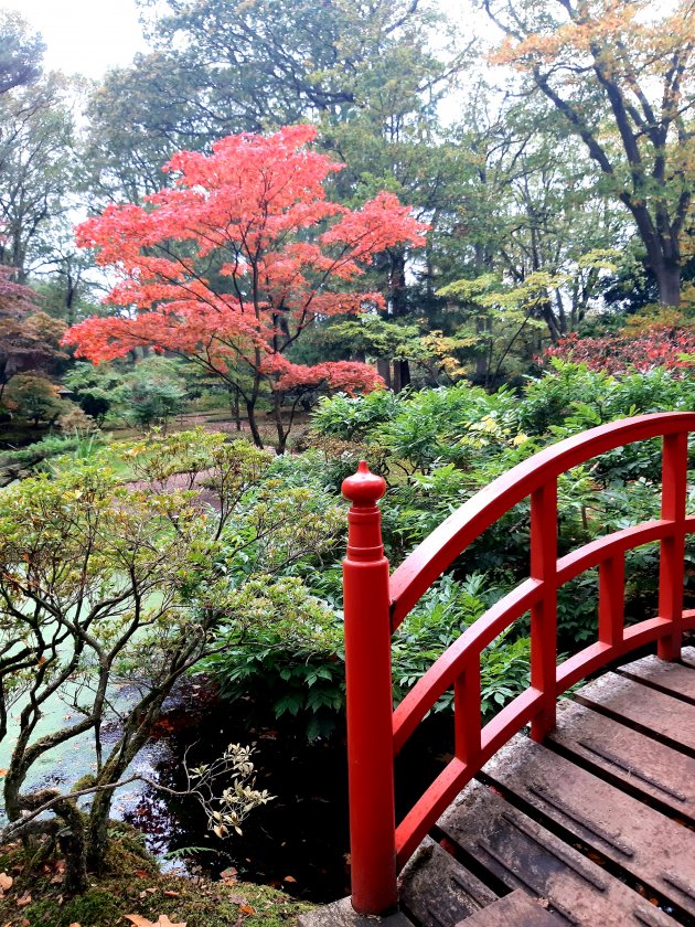 Japanse tuin Clingendael