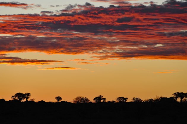 zonsondergang in het Quiver Tree Forest