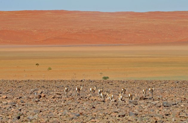 Namib woestijn