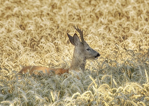 Jonge ree in het graan