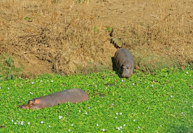 Nijlpaardpaadje Liwonde NP Malawi