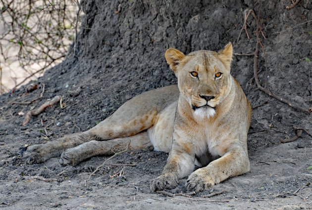 Liwonde NP Malawi