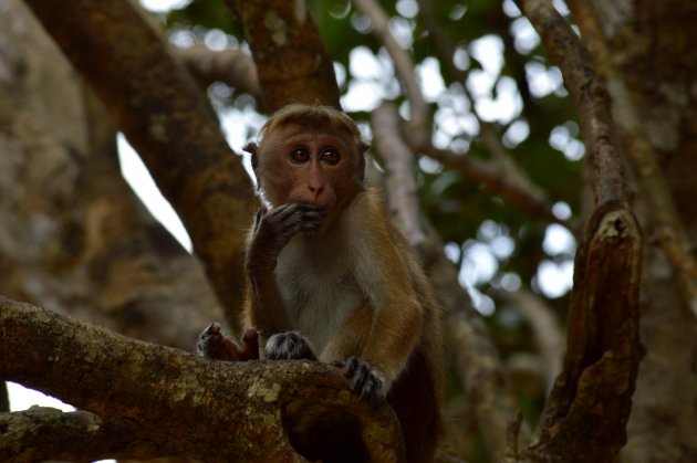 Ceylonkroonaap - Wilpattu National Park