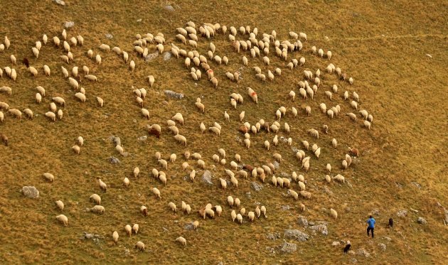 Steil voor de herder