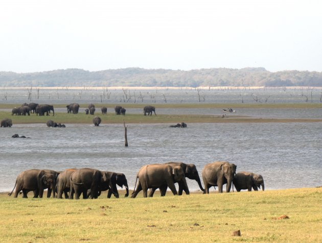 Kaudulla National Park