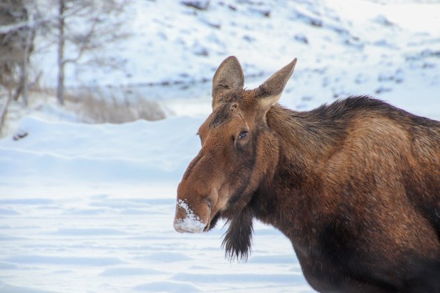 Moose in Winter