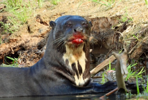 lipstick reuzenotter