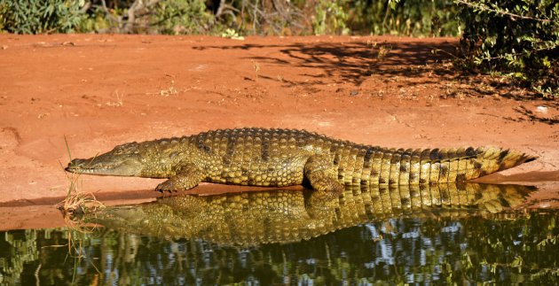 Geweldige ontmoeting met deze gigant!