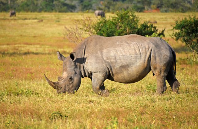 Neushoorn aan het grazen