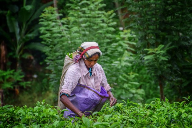 Theeplukkers op Sri Lanka