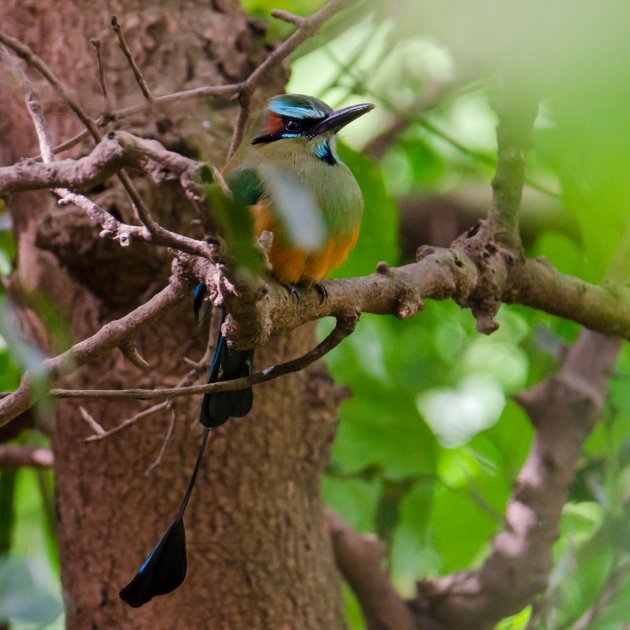 Nationale vogel van El Salvador