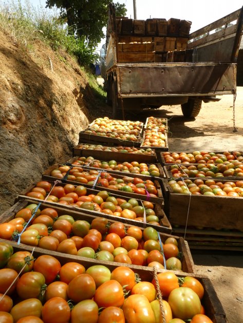 Tomatoes