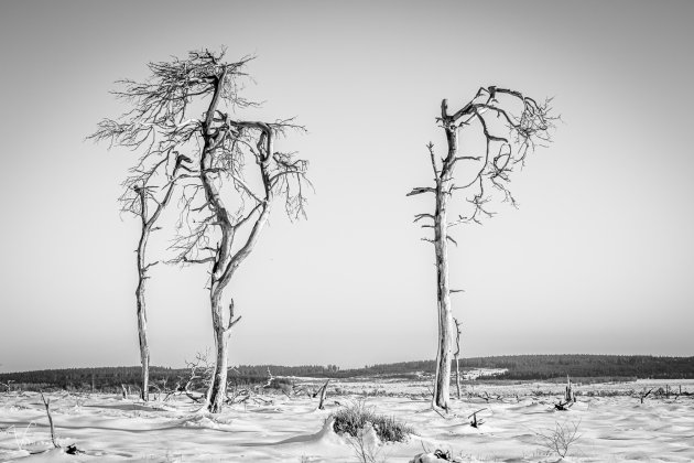 Dead Trees at Noir Flohay