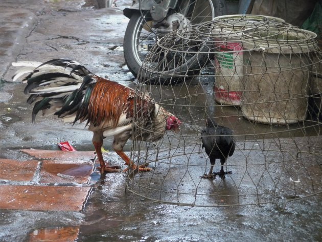 Een goede haan kraait tweemaal, Vietnam