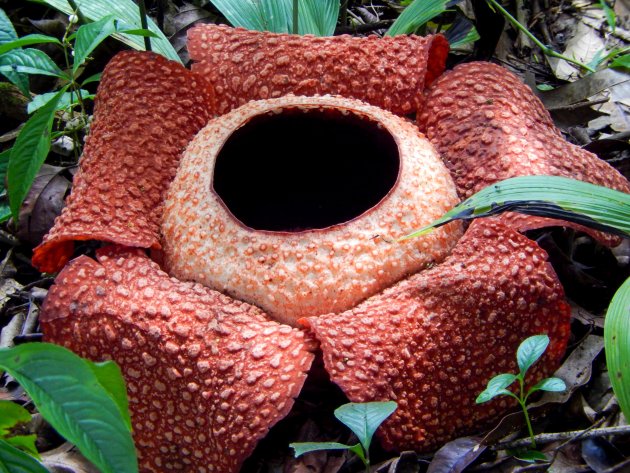 Rafflesia