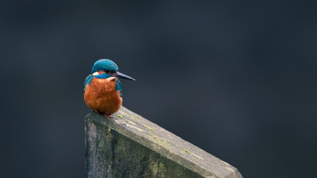 IJsvogel in Westerwolde